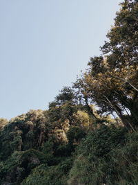 Low angle view of trees against clear sky