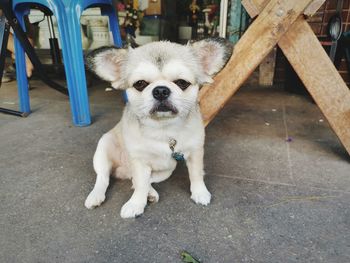 Portrait of puppy sitting outdoors