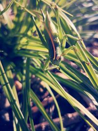 Close-up of insect on plant