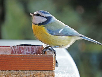 Close-up of bird perching outdoors