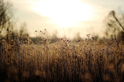 View of stalks in field against sky