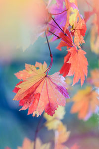 Close-up of maple leaf during autumn