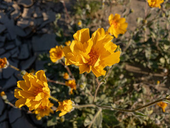 Close-up of yellow flowering plant on field