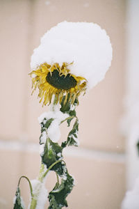 Close-up of yellow flower in vase