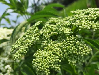 Close-up of green plants