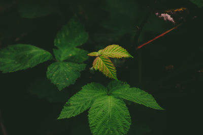 Close-up of plant leaves