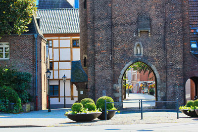Potted plants against building