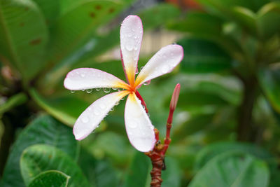 Close-up of wet leaves on plant