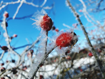 Close-up of frozen plant