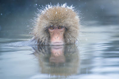 Portrait of a monkey in a lake