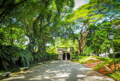 Walkway amidst trees