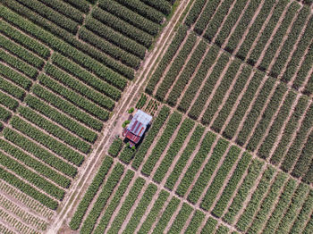 High angle view of agricultural field