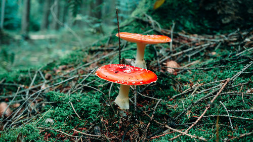 Close-up of fly agaric mushroom on field