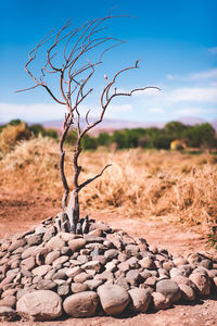 Bare tree surrounded by rocks