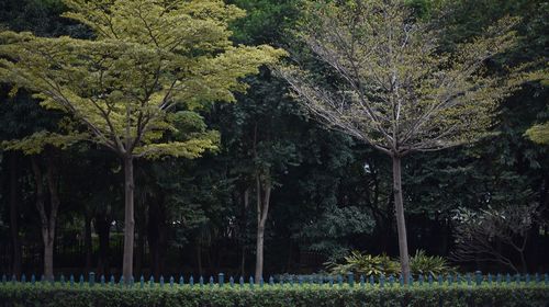 Trees in forest