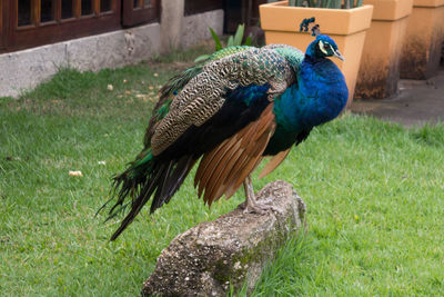 Close-up of peacock perching on grass