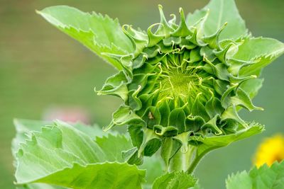 Close-up of green plant