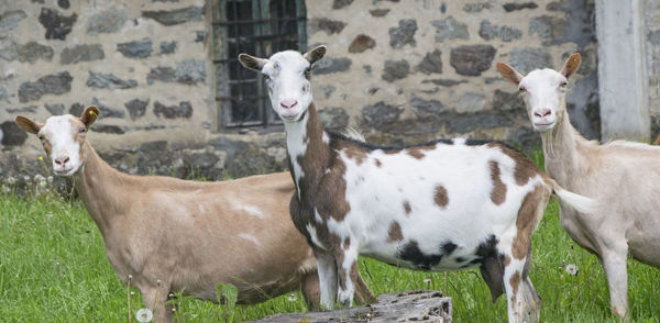 Sheep grazing on field