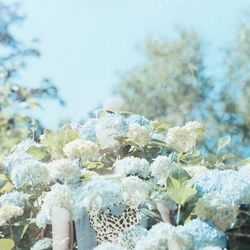 Close-up of flowers