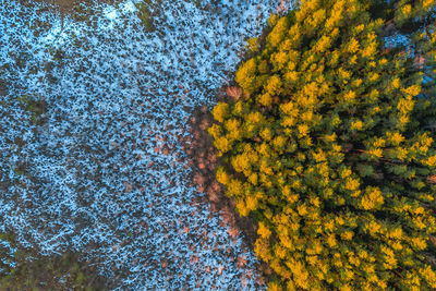 High angle view of yellow flowering plants on land