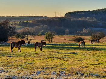 Horses grazing on field against sky during sunset