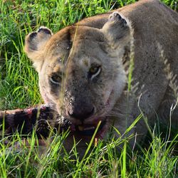 Close-up of a cat on grass