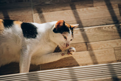 High angle view of cat looking away