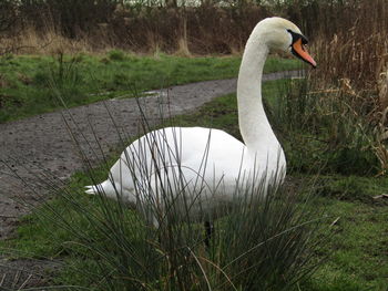 Swan swimming on lake