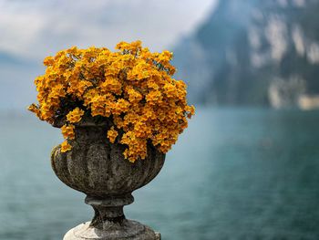 Close-up of yellow flowering plant against sea