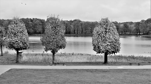 Trees on field by lake against sky