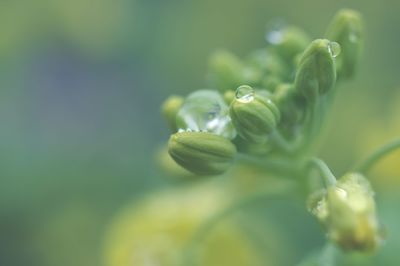 Close-up of flower buds