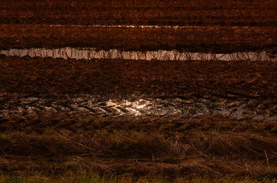 Birds on grass at night