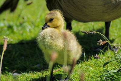 Close-up of a gosling on field