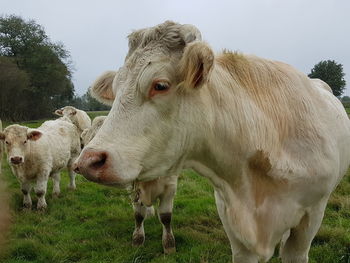 Cows standing in a field