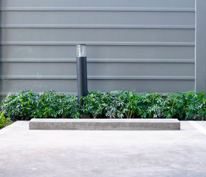 Close-up of potted plant against building