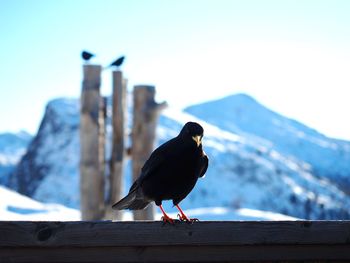 Close-up of black bird perching on railing against mountains