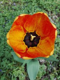 High angle view of orange flower on field