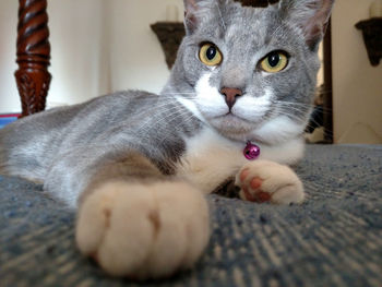 Close-up portrait of cat at home