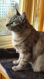 Close-up of a cat looking away