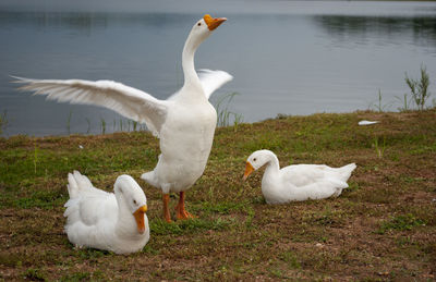 White swans on lakeshore