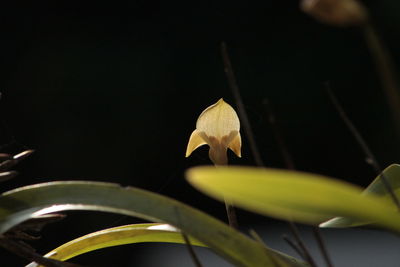 Close-up of plant against blurred background