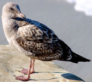 Close-up of bird perching