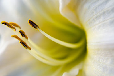 Close-up of yellow flowering plant