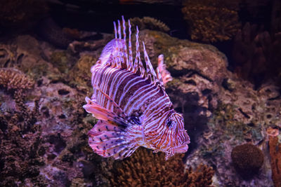 Close-up of fish swimming in sea