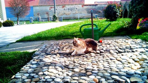 Cat on cobblestone