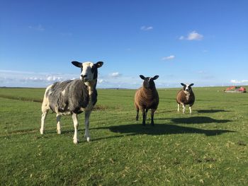 View of sheep on field