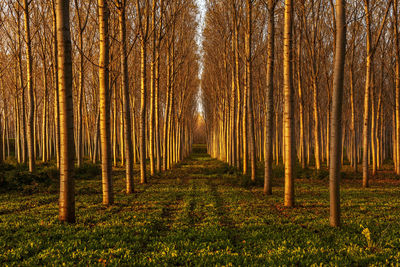 Beautiful poplars alley in the countryside