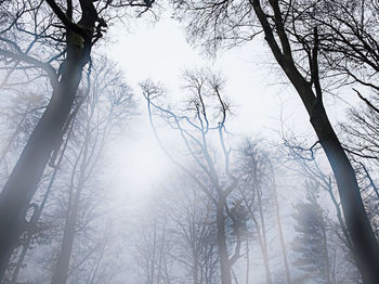 Low angle view of sunlight streaming through bare trees in forest