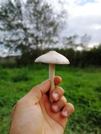 Close-up of hand holding mushroom