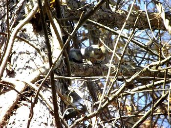 Close-up of cat